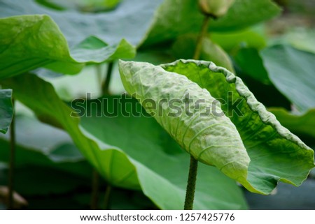 Lotus leaf  in the pond. 