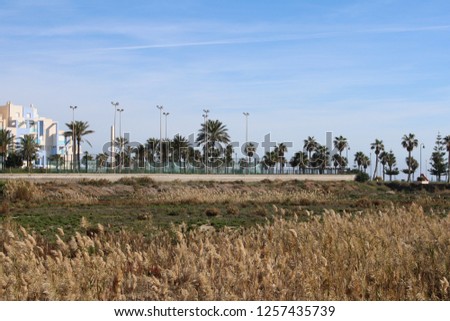 Image of scrub in the foreground and building background with palm trees