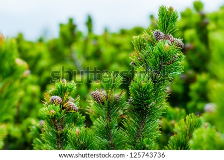 Branches of spruce on the mountain hills.