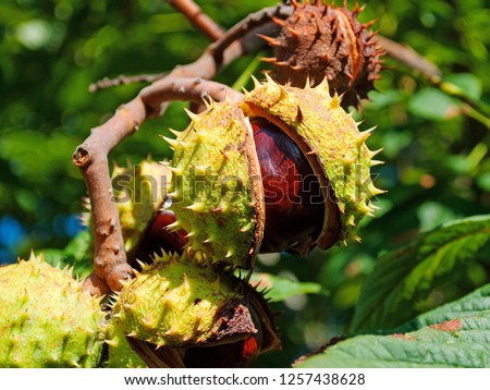 Chestnut tree with fruits  Royalty-Free Stock Photo #1257438628