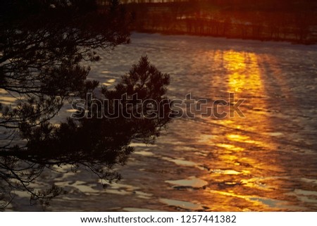 Rays of the setting sun on the frozen ice of the river in winter, view through the pine trees