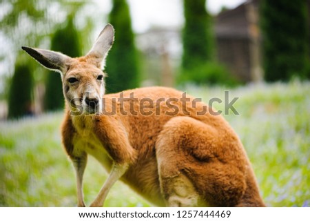 Red Kangaroo standing up on green grass