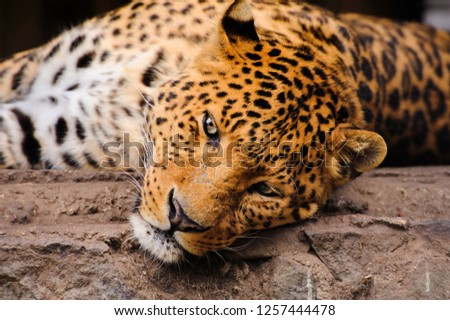 Portrait of leopard with intense eyes and Black panther