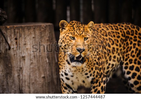 Portrait of leopard with intense eyes and Black panther