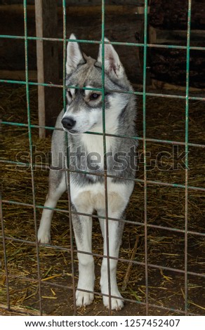 Young beautiful husky dog puppy in the nursery