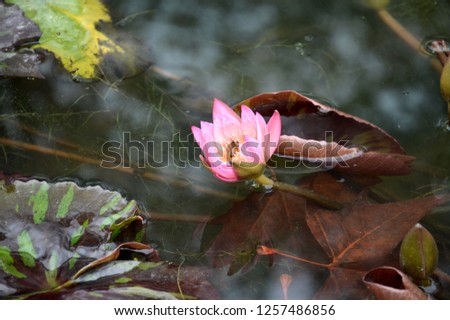water lilies in the fall