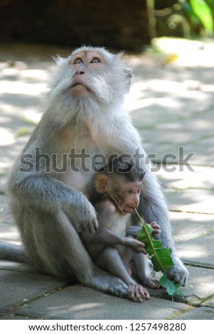 Ubud monkey forest - long-tailed macaques - Macaca fascicularis. Bali, Indonesia.