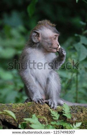 Ubud monkey forest - long-tailed macaques - Macaca fascicularis. Bali, Indonesia.