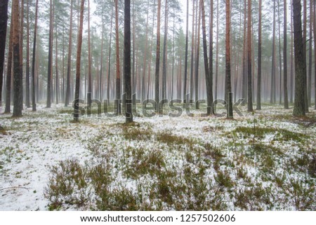 Cloudy winter day in the pine forest. Green grass under the snow and golden leaves. Latvia