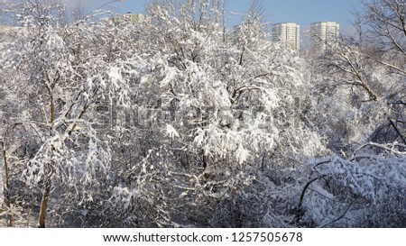 Snowfall in the city. Snow on tree branches in the Park. New year picture All covered with snow 