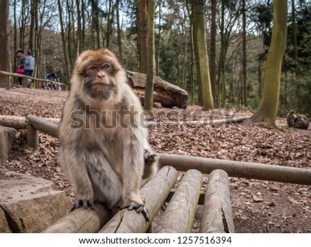 Barbary macaque monkey at the mountain of monkeys Kintzheim in Alsace Royalty-Free Stock Photo #1257516394