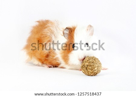 Guinea pig, small rodent and treat ball, isolated on white background