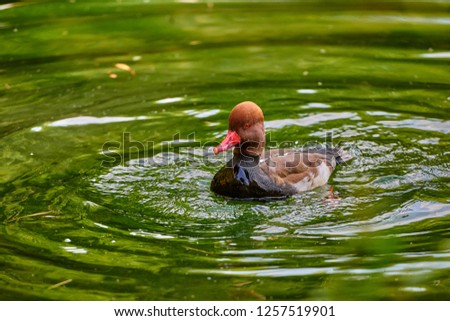 Redhead duck swimming in the water(Aythya americana)