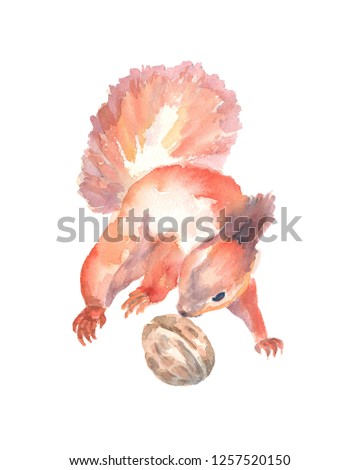 Red wild squirrel with fluffy tail watercolor illustration on an isolated background playing with a nut