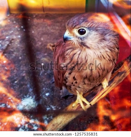The picture of the falcon in the zoo cage
