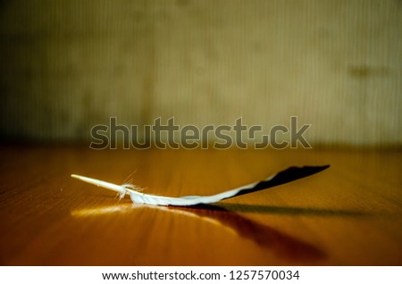 Photos of objects, the eiffel tower and a feather. 