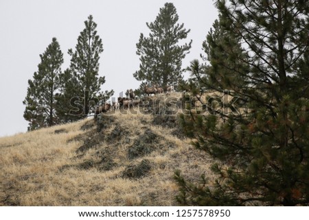 Wild Horse Island Montana Big Horn Sheep