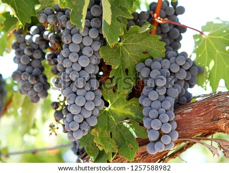 Hanging Plump - Mature cabernet sauvignon grape clusters hang ready for the pickers knife. Alexander Valley, Sonoma County, California, USA Royalty-Free Stock Photo #1257588982