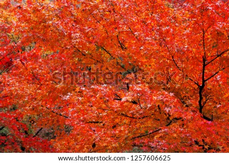 Beautiful Maple trees in autumn