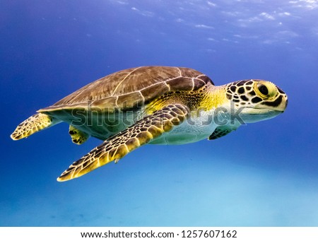 Young Hawksbill Turtle cruising along in Nassau!
