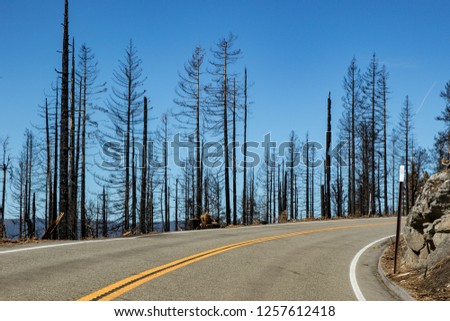 forest fire in california 