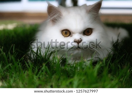 This beautiful photo shows a white Persian cat lying in the grass looking into the camera. This picture was taken in Thailand