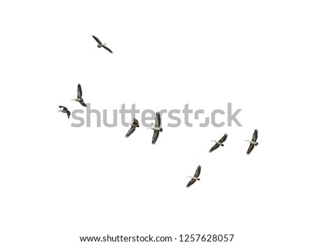 Flock of Bird flying isolated over white background Spot-billed pelican or grey pelican (Pelecanus philippensis)  Royalty-Free Stock Photo #1257628057