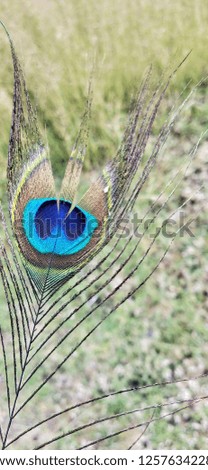 Peacock feather blue 