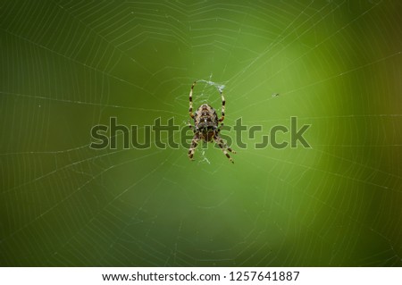 Cross Spider (Araneus diadematus) in a cobweb on a green background.