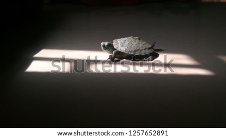 Turtle image on sun rays