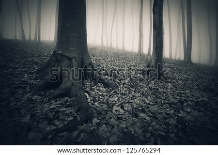 dark forest with trees and roots