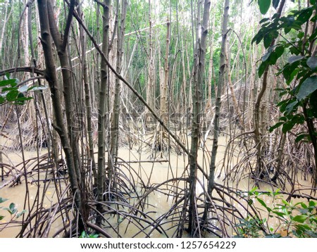 view the mangrove tree field with cloud blue sky, mangrove forest at Nature Preserve