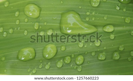 water droplet on the leaf