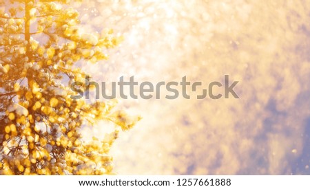 Border winter nature christmas background with frozen spruce, glitter lights, bokeh, snow. View through white frost pine branch. Happy new year. Text space.