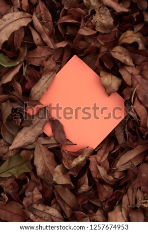 blank board for text and background summer style with leaf