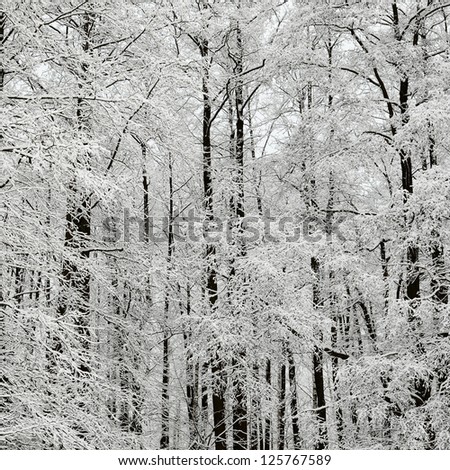 winter scene with hoar-frost on trees
