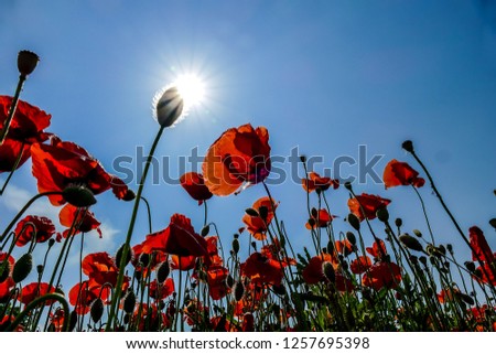 poppies on background of blue sky, digital picture taken in Italy, Europe