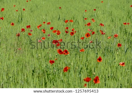 field of poppies, digital picture taken in Italy, Europe