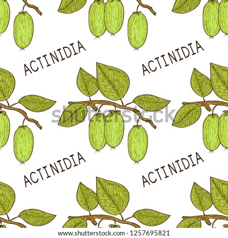 Actinidia. Kiwi. Fruit, leaves, branch. Sketch. Background, wallpaper, seamless. Color