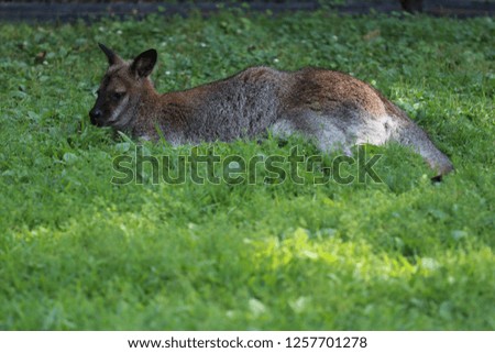 Young kangaroo on the grass