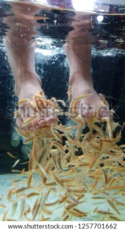 peeling fish on the legs, small orange fish in a flock in an aquarium with clear water.