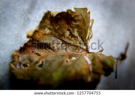 Dry grape leaf laying on ground, closeup and selective focus.