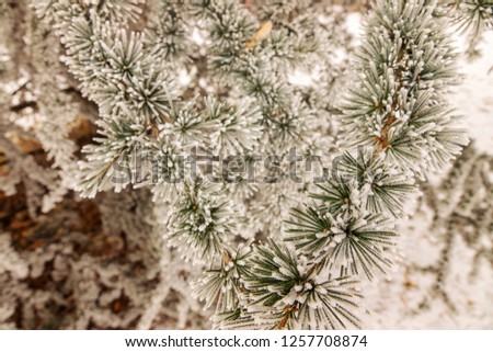 Branches of an evergreen tree covered with snow