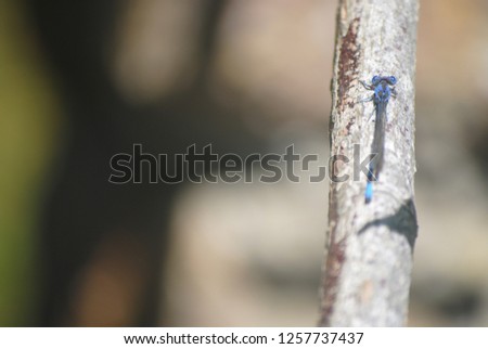 Dragonfly Blue Dasher California