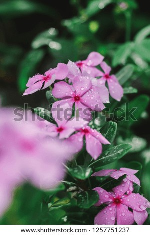 Madagascar periwinkle or Vinca or Old maid or Cayenne jasmine or Rose periwinkle, pink and white flower