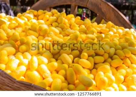 Close up Yellow cocoon is raw material of sericulture for Thai silk Royalty-Free Stock Photo #1257766891