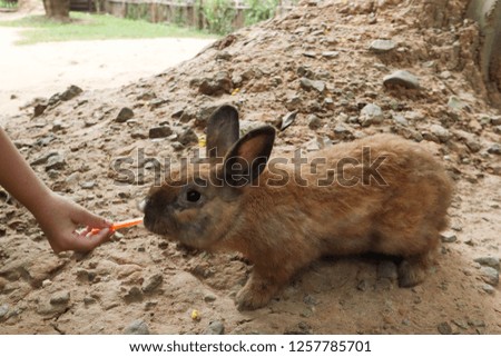 Brown rabbit eating carrot in the garden.