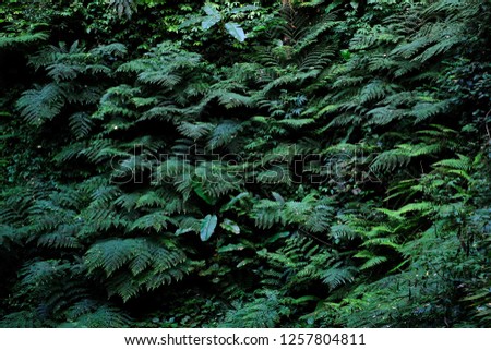 Variety of green ferns, Fern leavesand mos background in rain forest, Beautiful green leaves in a forest, Beautyful ferns leaves green foliage natural floral fern background, Low key lighting picture.