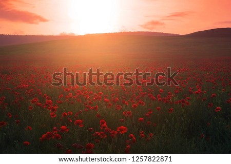 poppies field landscape