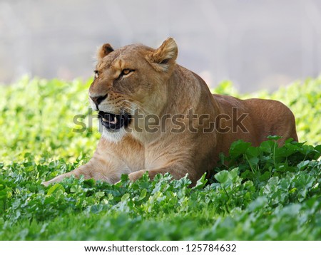 Close Up picture of lioness resting in the grass